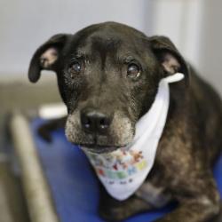 Shelter Stray Male Dog last seen E BAYLOR, 4710 TX-151, San Antonio, TX 78227, USA