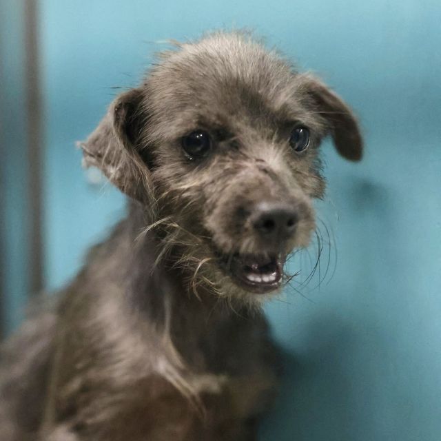 Shelter Stray Male Dog last seen Near BLOCK SAIPAN PLACE, 4710 TX-151, San Antonio, TX 78227, USA