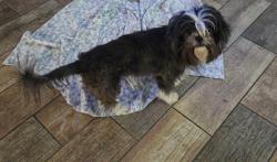 Shelter Stray Male Dog last seen , 4710 TX-151, San Antonio, TX 78227, USA