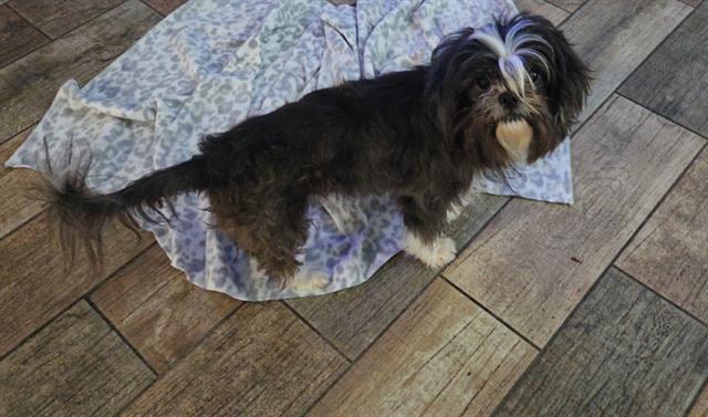 Shelter Stray Male Dog last seen , 4710 TX-151, San Antonio, TX 78227, USA