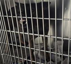 Shelter Stray Male Dog last seen Near BLOCK BLAKE RD, STEDMAN NC 28391, 4704 Corporation Dr, Fayetteville, NC 28306, USA