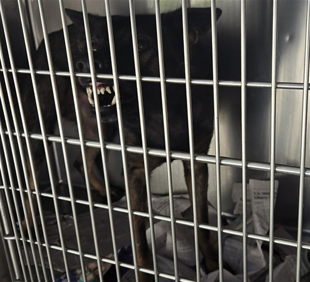 Shelter Stray Male Dog last seen Near BLOCK BLAKE RD, STEDMAN NC 28391, 4704 Corporation Dr, Fayetteville, NC 28306, USA