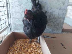 Shelter Stray Female Livestock last seen , 5821 Sweetwater Rd, Bonita, CA 91902, USA