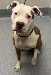 Shelter Stray Female Dog last seen Near, 5001 E Raymond St, Indianapolis, IN 46203, USA