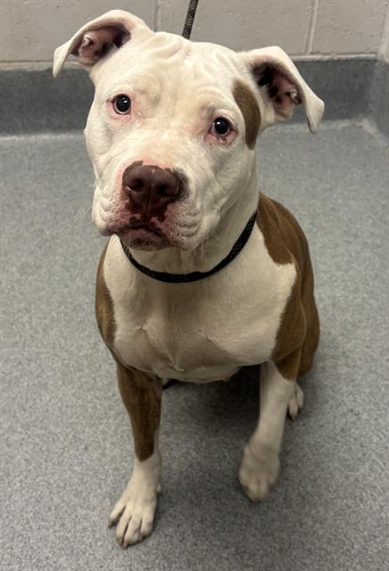 Shelter Stray Female Dog last seen Near, 5001 E Raymond St, Indianapolis, IN 46203, USA