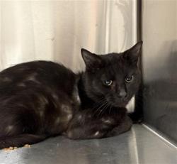 Shelter Stray Male Cat last seen Near, 5001 E Raymond St, Indianapolis, IN 46203, USA
