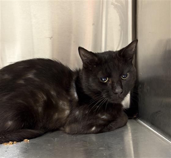 Shelter Stray Male Cat last seen Near, 5001 E Raymond St, Indianapolis, IN 46203, USA