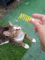 Found/Stray Female Cat last seen 3rd and Ritner area, alley between Ritner and Fitzgerald, Philadelphia, PA 19148