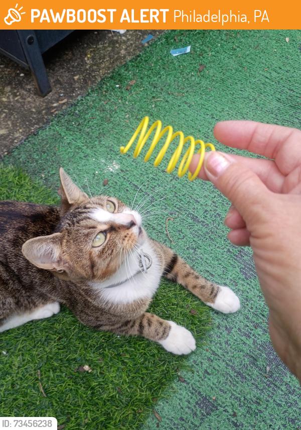 Found/Stray Female Cat last seen 3rd and Ritner area, alley between Ritner and Fitzgerald, Philadelphia, PA 19148