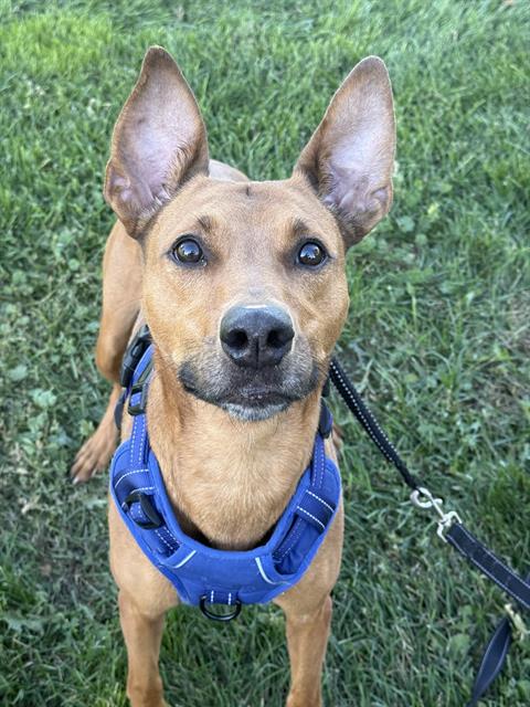Shelter Stray Male Dog last seen Near BLOCK S BENNION RD, TAYLORSVILLE UT 84129, 4522 W 3500 S, West Valley City, UT 84120, USA