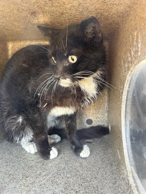 Shelter Stray Male Cat last seen Near BLOCK W ROBIN RD, WEST VALLEY CITY UT 84119, 4522 W 3500 S, West Valley City, UT 84120, USA