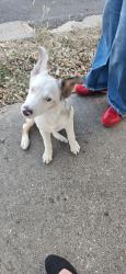 Found/Stray Male Dog last seen Marbach and 1604, San Antonio, TX 78245