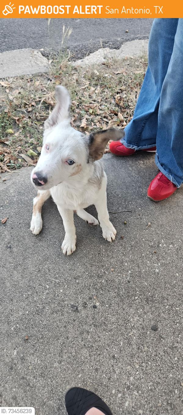 Found/Stray Male Dog last seen Marbach and 1604, San Antonio, TX 78245