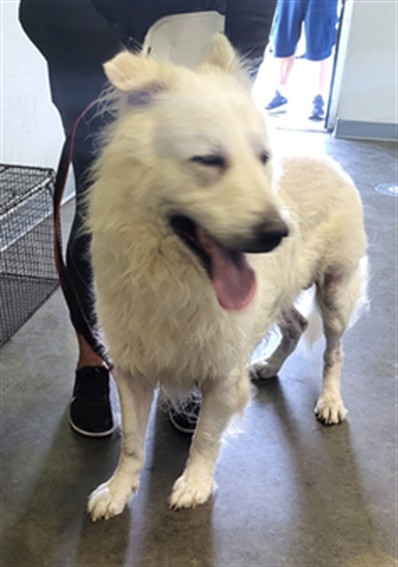 Shelter Stray Male Dog last seen , 1850 W 60th St, Los Angeles, CA 90047, USA