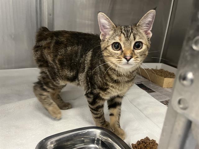 Shelter Stray Female Cat last seen CHARLOTTE, 8315 Byrum Dr, Charlotte, NC 28217, USA