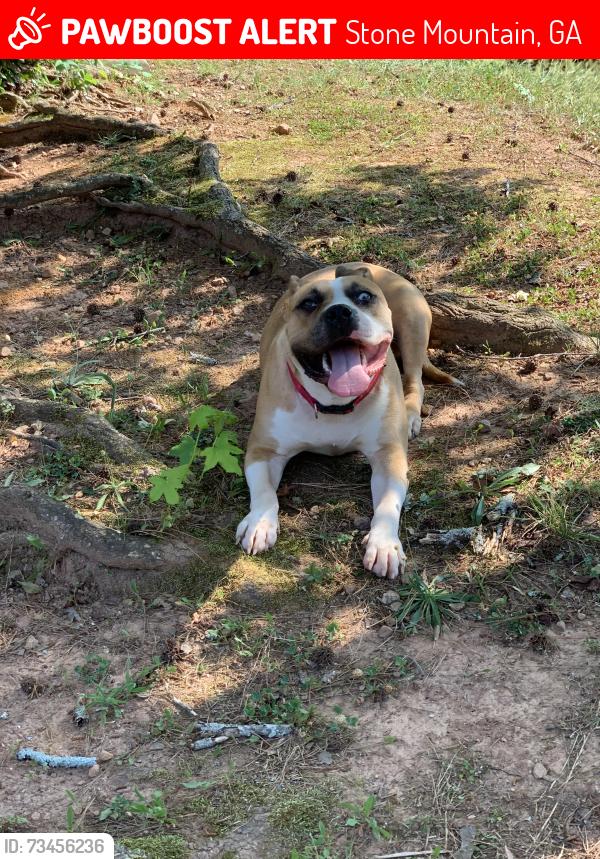 Lost Female Dog last seen Memorial in North Harrison, Stone Mountain, GA 30083