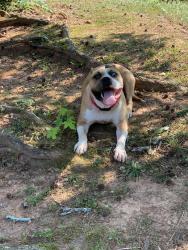 Lost Female Dog last seen Memorial in North Harrison, Stone Mountain, GA 30083