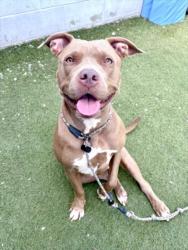 Shelter Stray Female Dog last seen , 11361 W Pico Blvd, Los Angeles, CA 90064, USA