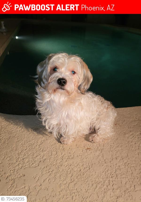 Lost Male Dog last seen Calle del sol y 111 ave, Phoenix, AZ 85037