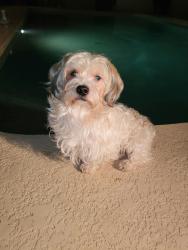 Lost Male Dog last seen Calle del sol y 111 ave, Phoenix, AZ 85037