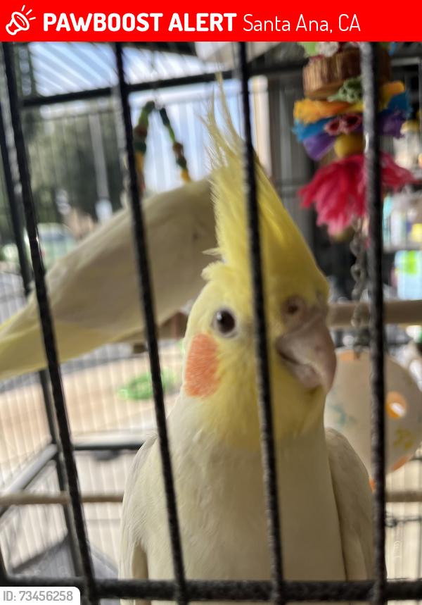 Lost Unknown Bird last seen First St and Euclid, Santa Ana, CA 92780