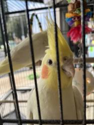 Lost Unknown Bird last seen First St and Euclid, Santa Ana, CA 92780