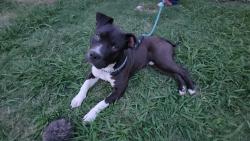 Found/Stray Male Dog last seen South May Avenue and sw 49th, Oklahoma City, OK 73102