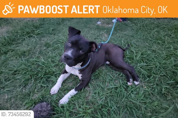 Found/Stray Male Dog last seen South May Avenue and sw 49th, Oklahoma City, OK 73102