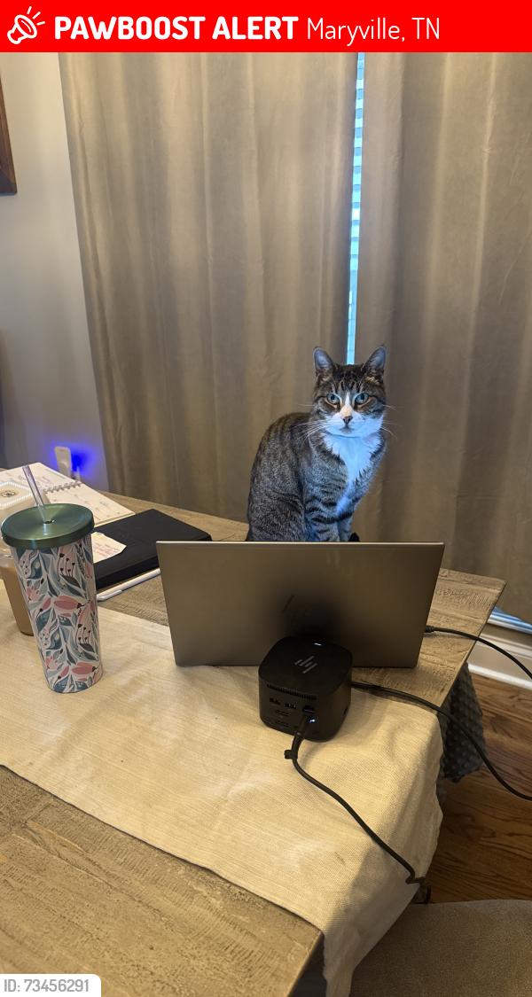 Lost Female Cat last seen Trotwood farms neighborhood, Maryville, TN 37803