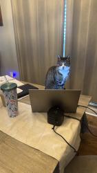 Lost Female Cat last seen Trotwood farms neighborhood, Maryville, TN 37803