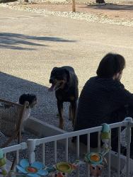 Found/Stray Unknown Dog last seen Stella and Pantano, Tucson, AZ 85730
