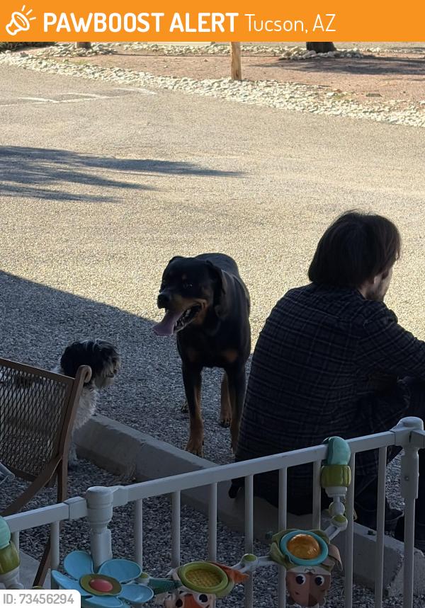Found/Stray Unknown Dog last seen Stella and Pantano, Tucson, AZ 85730