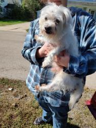 Found/Stray Male Dog last seen West Jackson and Baker Street, Belvidere IL, Belvidere, IL 61008