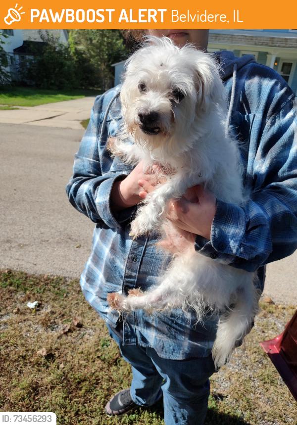 Found/Stray Male Dog last seen West Jackson and Baker Street, Belvidere IL, Belvidere, IL 61008