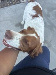 Reunited Female Dog last seen John landes park Oceanside ca, Oceanside, CA 92056