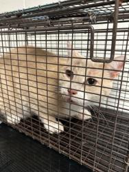 Shelter Stray Male Cat last seen Near W Woodland Ave, City of Knoxville ASO, TN, 3201 Division St, Knoxville, TN 37919, USA