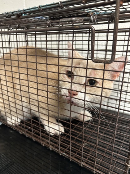 Shelter Stray Male Cat last seen Near W Woodland Ave, City of Knoxville ASO, TN, 3201 Division St, Knoxville, TN 37919, USA