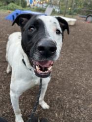 Shelter Stray Male Dog last seen , , GA, 3280 Chamblee Dunwoody Rd, Chamblee, GA 30341, USA