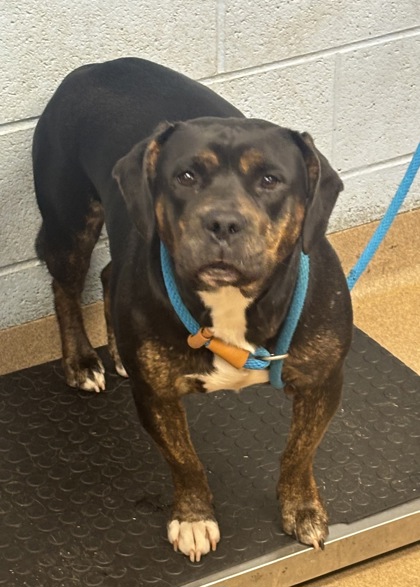 Shelter Stray Female Dog last seen Near Buford Hwy, Atlanta, GA 30341, 30341, GA, 3280 Chamblee Dunwoody Rd, Chamblee, GA 30341, USA