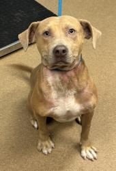 Shelter Stray Male Dog last seen Near Arthurs Court Drive 2157, 30035, GA, 3280 Chamblee Dunwoody Rd, Chamblee, GA 30341, USA