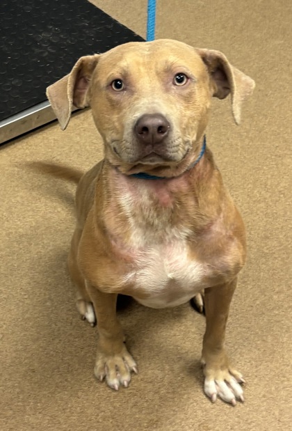 Shelter Stray Male Dog last seen Near Arthurs Court Drive 2157, 30035, GA, 3280 Chamblee Dunwoody Rd, Chamblee, GA 30341, USA