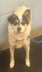 Shelter Stray Female Dog last seen , , GA, 3280 Chamblee Dunwoody Rd, Chamblee, GA 30341, USA