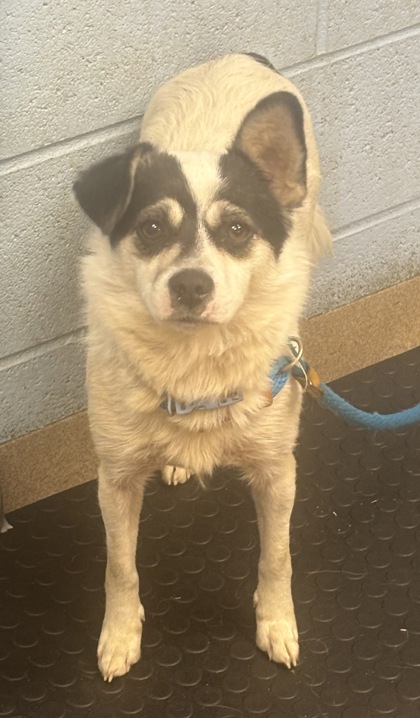 Shelter Stray Female Dog last seen , , GA, 3280 Chamblee Dunwoody Rd, Chamblee, GA 30341, USA