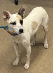 Shelter Stray Female Dog last seen , , GA, 3280 Chamblee Dunwoody Rd, Chamblee, GA 30341, USA