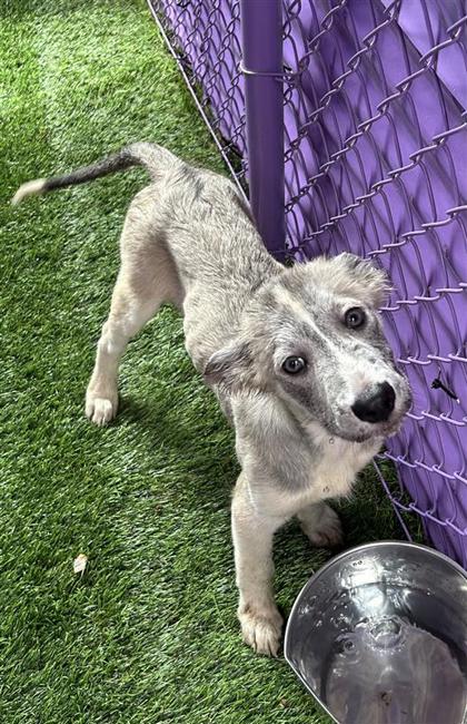 Shelter Stray Female Dog last seen Near SOYA, Socorro,, 5001 Fred Wilson Ave, El Paso, TX 79906, USA