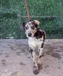 Shelter Stray Female Dog last seen Near Ashwood, CITY of El Paso, TX, 5001 Fred Wilson Ave, El Paso, TX 79906, USA
