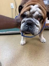 Shelter Stray Male Dog last seen Near W Danieldale Rd, Desoto, TX, 1150 E Pleasant Run Rd, Cedar Hill, TX 75104, USA