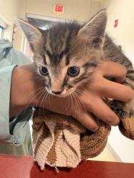 Shelter Stray Male Cat last seen Springfield and McMillen, Cedar Hill, TX, 1150 E Pleasant Run Rd, Cedar Hill, TX 75104, USA