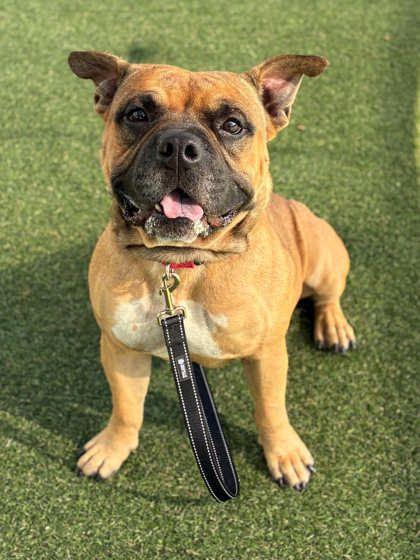 Shelter Stray Male Dog last seen Near N Broad St, Gastonia, NC, 1491 Business Park Ct, Gastonia, NC 28052, USA