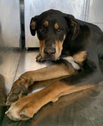 Shelter Stray Male Dog last seen , Central District, TX, 355 Hillshire Dr, Haslet, TX 76052, USA